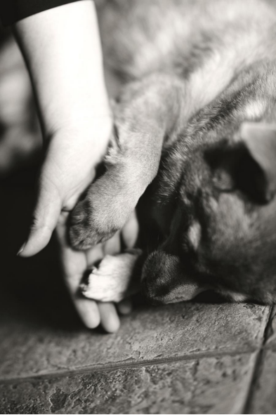 ���ô�ĸ��Ʒ��Nest Designs�y�֡������𡱞�100ֻ���˹��ṩ���¼�